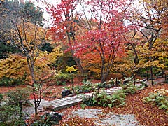 宝筐院の紅葉の画像