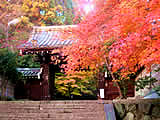 京都の法輪寺の紅葉の画像