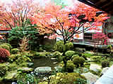 京都の宝泉院の紅葉の画像