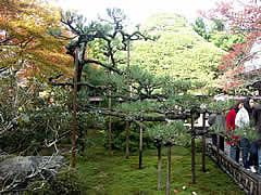 宝泉院の京都の画像