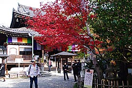 今熊野観音寺の紅葉の画像