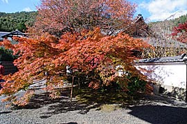 岩倉実相院の紅葉の画像