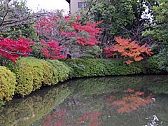 神泉苑庭園の紅葉の画像