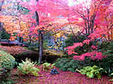 京都の常照寺の紅葉の画像