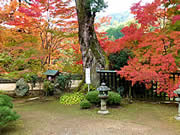 京都の十輪寺の紅葉の画像