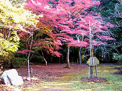 嵐山公園（亀山公園）の紅葉の画像