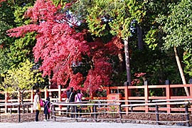 上賀茂神社の紅葉の画像