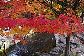 上賀茂神社の紅葉の画像