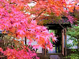 京都の金福寺の紅葉の画像