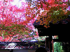 金福寺の紅葉の画像