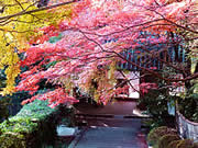 京都の金蔵寺の紅葉の画像