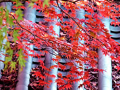 金蔵寺の紅葉の画像