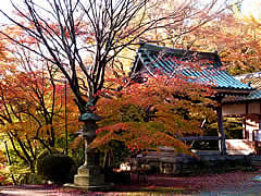 金蔵寺の紅葉の画像