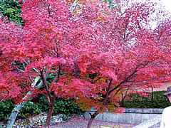 光明寺の紅葉の画像
