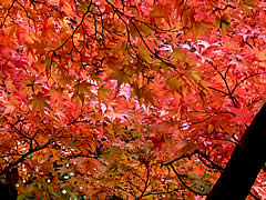 光明寺の紅葉の画