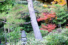 高桐院（大徳寺塔頭）の紅葉の画像