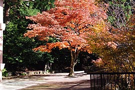 鞍馬寺の紅葉の画像