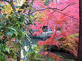 京都の曼殊院門跡の紅葉の画像