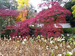 萬福寺の紅葉の画像
