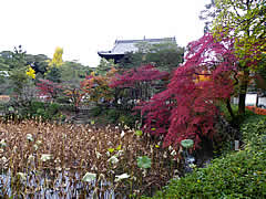 萬福寺の紅葉の画像