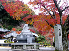 三室戸寺の紅葉の画像
