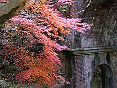 南禅寺境内の紅葉の画像