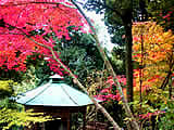 京都の二尊院の紅葉の画像