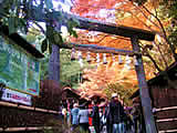 京都の野宮神社の紅葉の画像