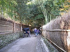 野宮神社の紅葉の画像
