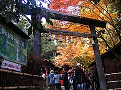 野宮神社の紅葉の画像