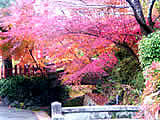 京都の熊野若王子神社の紅葉の画像