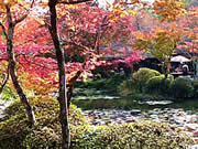 京都の大原野神社の紅葉の画像