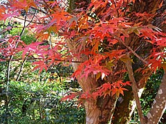 大原野神社の紅葉の画像