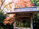京都の来迎院の紅葉の画像