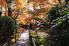 蓮華寺の紅葉の画像