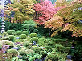 京都の三千院の紅葉の画像