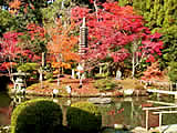 京都の清涼寺の紅葉の画像