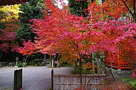 赤山禅院の紅葉の画像