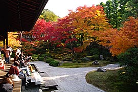 泉涌寺の紅葉の画像