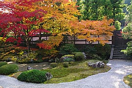 泉涌寺の紅葉の画像
