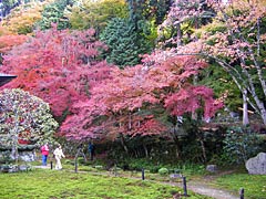 勝林院の紅葉の画像