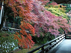 勝林院の紅葉の画像