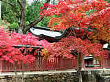 京都の神護寺の紅葉の画像