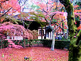 京都の真如堂の紅葉の画像