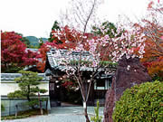 京都の正法寺の紅葉の画像