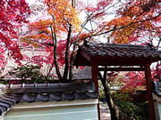 京都の勝持寺の紅葉の画像