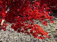 勝持寺の紅葉の画像