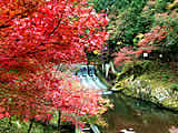 京都の東海自然歩道と清滝の紅葉の画像