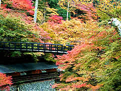 高雄から清滝までの東海自然歩道の紅葉の画像