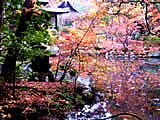 京都の天授庵の庭園の紅葉の画像